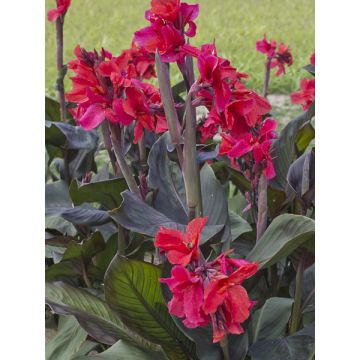 Canna Feu Magique - Indisch bloemriet