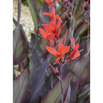 Canna Ibis - Indisch bloemriet