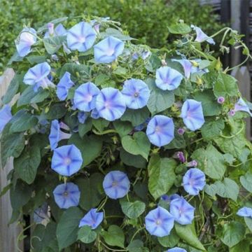 Ipomoea purpurea Light Blue Star (zaad) - Klimmende winde