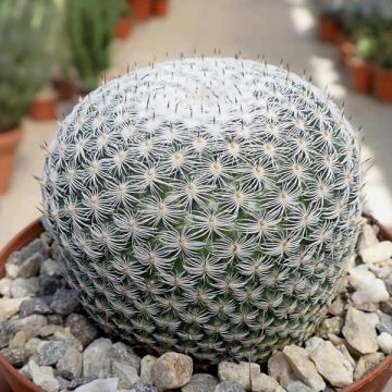 Mammillaria perbella - Tepelcactus