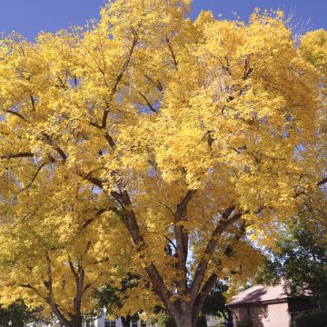 Ginkgo biloba Autumn Gold - Japanse notenboom