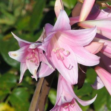 Amaryllis belladonna - Belladonnalelie