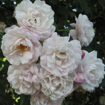 Rosa Blush Noisette - Klimroos