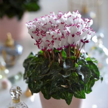 Cyclamen Absolu de Morel - Perzische cyclaam