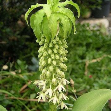 Eucomis bicolor Alba - Kuiflelie