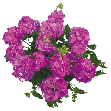 Pelargonium peltatum Double Royal Blue - Hanggeranium dubbel