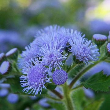Mexicaantje Packstar Blue - Ageratum houstonianum