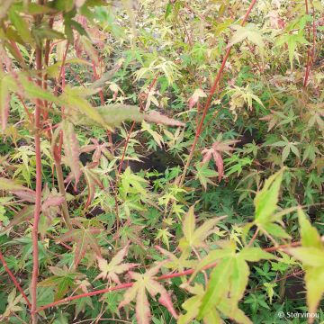 Acer palmatum Ueno Yama - Japanse esdoorn