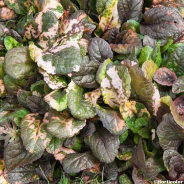 Ajuga reptans Multicolor - Kruipend zenegroen