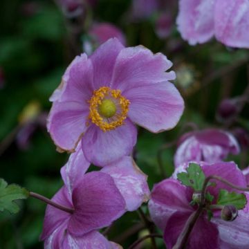 Anemone Rosenschale - Herfstanemoon