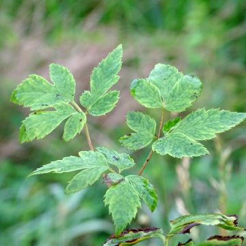 Anemonopsis macrophylla - Schijnanemoon