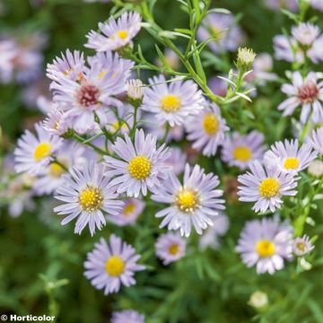 Aster ericoïdes Esther - Septemberkruid