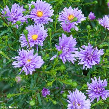 Aster novi-belgii Sarah Ballard - Nieuw-Nederlandse aster