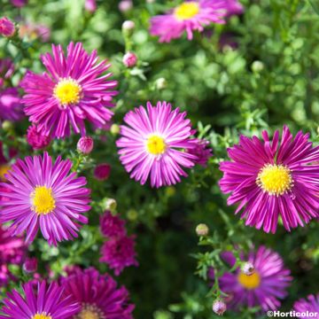 Aster novi-belgii Winston S. Churchill - Nieuw-Nederlandse aster