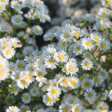Aster ericoides Schneegitter - Septemberkruid