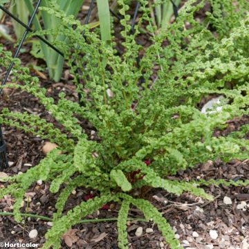 Athyrium filix-femina Frizelliae - Wijfjesvaren