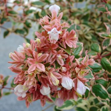 Abelia Magic Daydream - Glanzende abelia