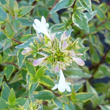 Abelia Happy Daydream - Glanzende abelia