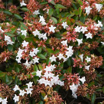 Abelia Pisto - Glanzende abelia
