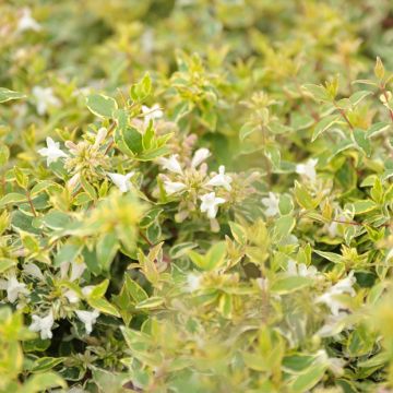 Abelia grandiflora Radiance - Glanzende abelia