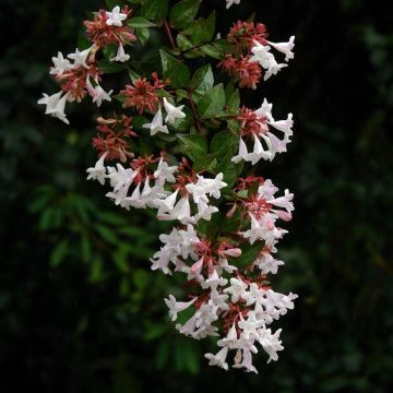 Abelia Semperflorens - Glanzende abelia