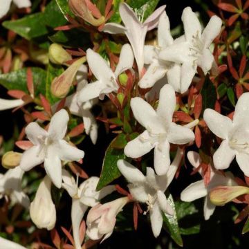 Abelia Sherwood - Glanzende abelia