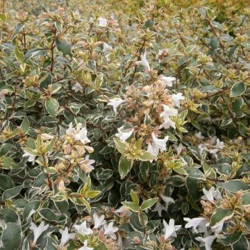 Abelia Steredenn Levabes - Glanzende abelia
