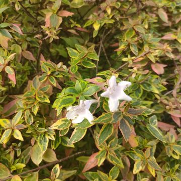 Abelia Sunshine Daydream - Glanzende abelia