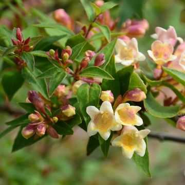 Abelia grandiflora Sunny Charm - Glanzende abelia