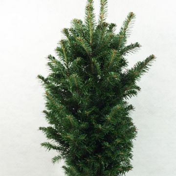 Abies alba Pyramidalis - Zilverspar