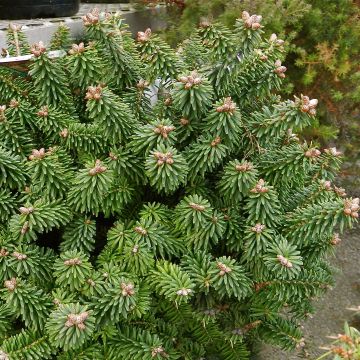 Abies balsamea Piccolo - Balsemzilverspar