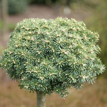 Abies koreana Blauer Eskimo - Koreaanse zilverspar