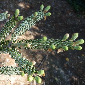 Abies koreana Silberlocke - Koreaanse zilverspar