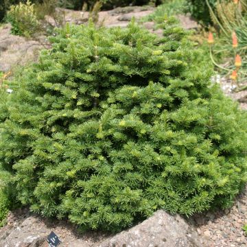 Abies lasiocarpa Green Globe - Bergzilverspar