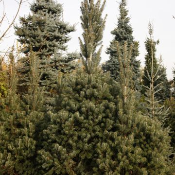 Abies nordmanniana Kolumnowa - Nordmann-spar