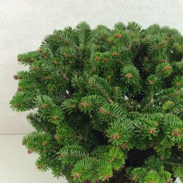 Abies nordmanniana Münsterland - Nordmann-spar