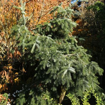 Abies nordmanniana Pendula - Nordmann-spar
