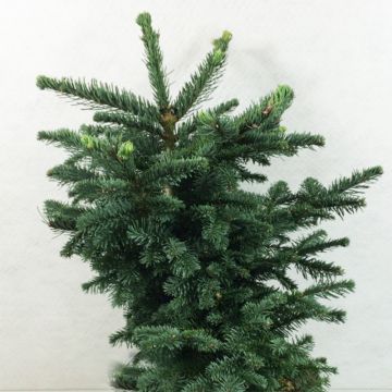Abies procera Bizzarro - Edelspar