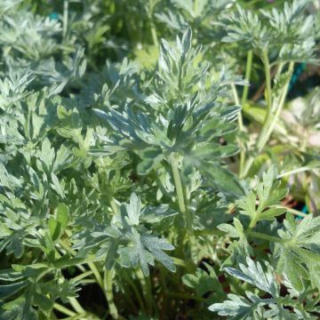 Absintalsem - Artemisia absinthium
