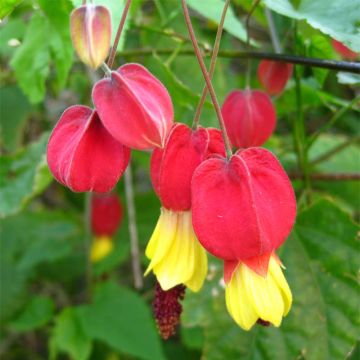 Abutilon megapotamicum - Belgische vlag