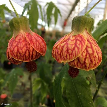 Abutilon striatum Redvein - Chinese lantaarn