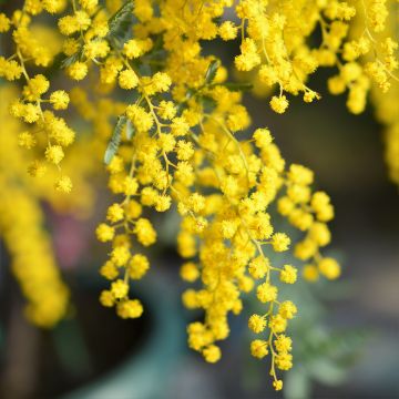 Acacia baileyana - Mimosa