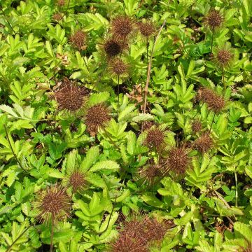 Acaena magellanica - Stekelnootje