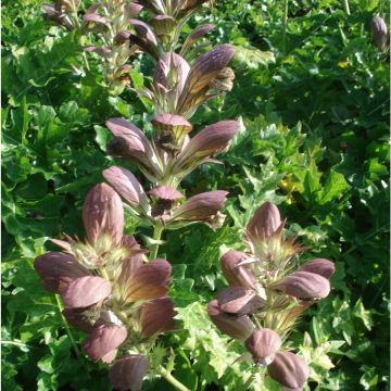 Acanthus hungaricus - Hongaarse berenklauw