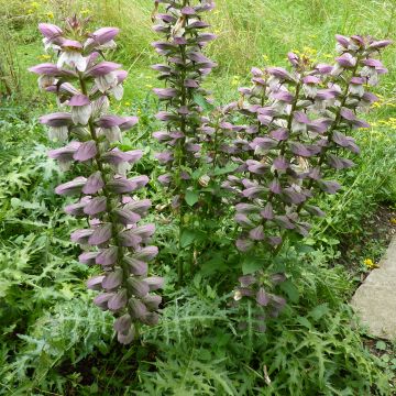 Acanthus spinosus - Doornige berenklauw