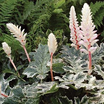 Acanthus mollis Whitewater - Berenklauw