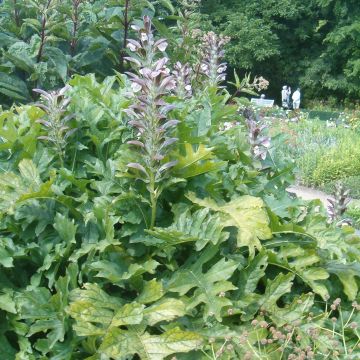 Acanthus hungaricus White Lips - Hongaarse berenklauw