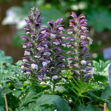 Acanthus hungaricus White Lips - Hongaarse berenklauw