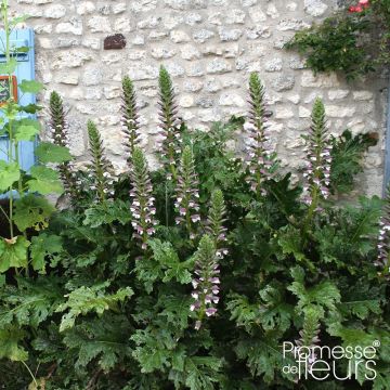 Acanthus mollis Latifolius - Berenklauw