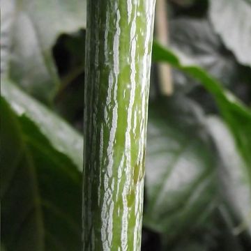 Acer conspicuum Silver Vein - Slangenhuidesdoorn